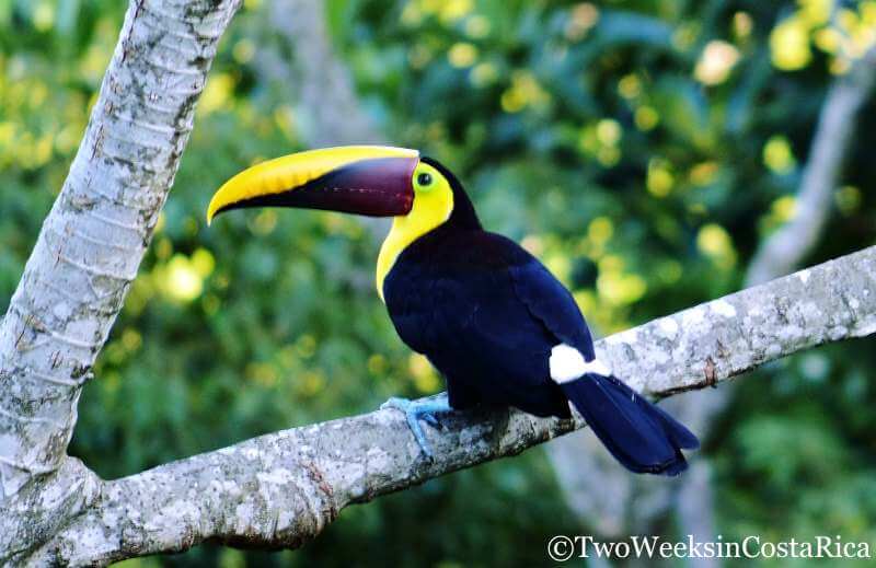 Chestnut-mandibled Toucan | 2 Week Itinerary for Costa Rica