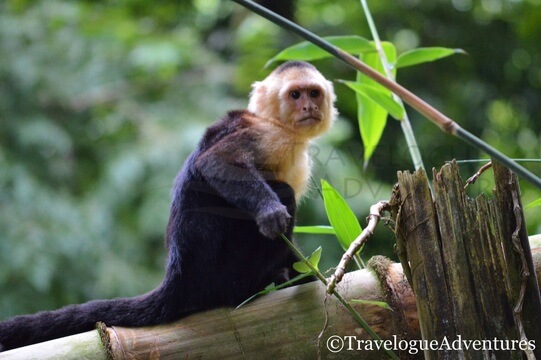 White Faced Monkey | A One-Week Itinerary for Costa Rica