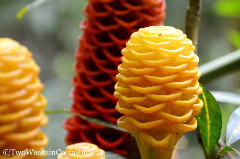 Beehive Ginger | Two Weeks in Costa Rica