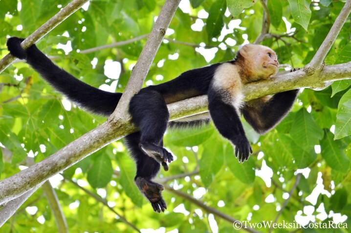 Monkey Manuel Antonio | Two Weeks in Costa Rica