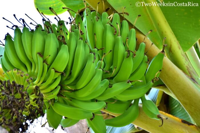 Banana Plant Costa Rica