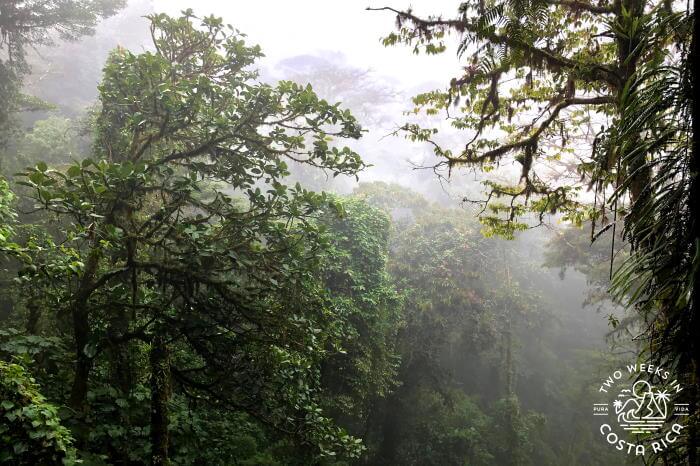 Cloud Forest Mist Monteverde
