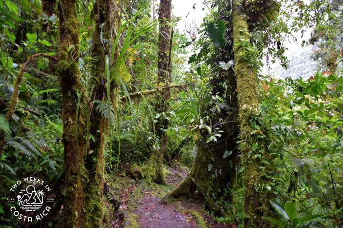 Rainforest Trail Tapanti National Park