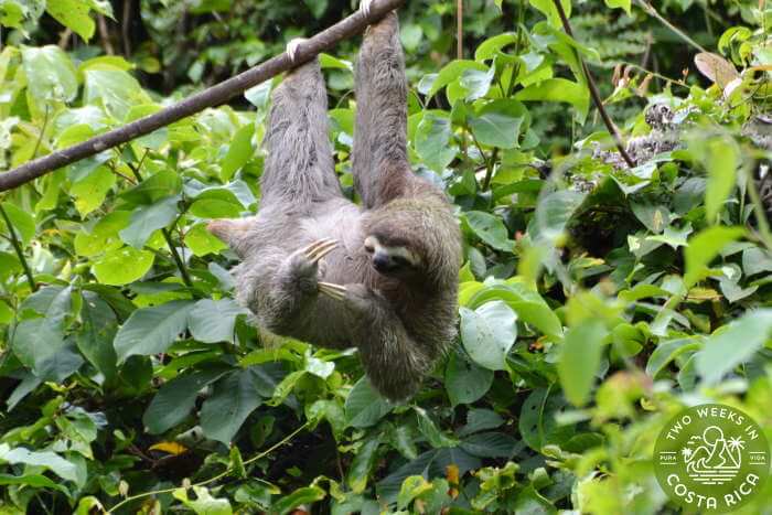 Three-toed sloth La Fortuna