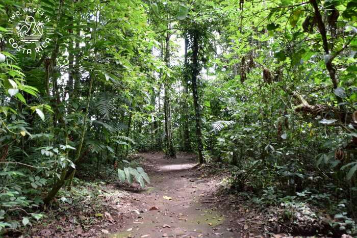 Forest Bogarin Trail