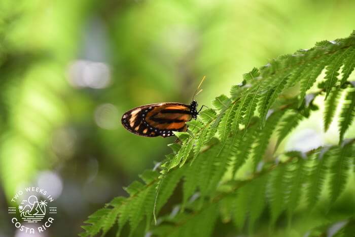 Butterfly Bogarin Trail