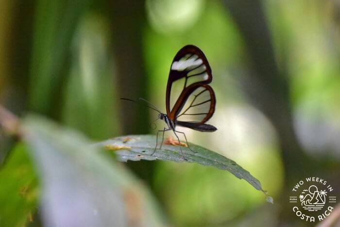 Glass Wing Butterfly Mirador El Silencio