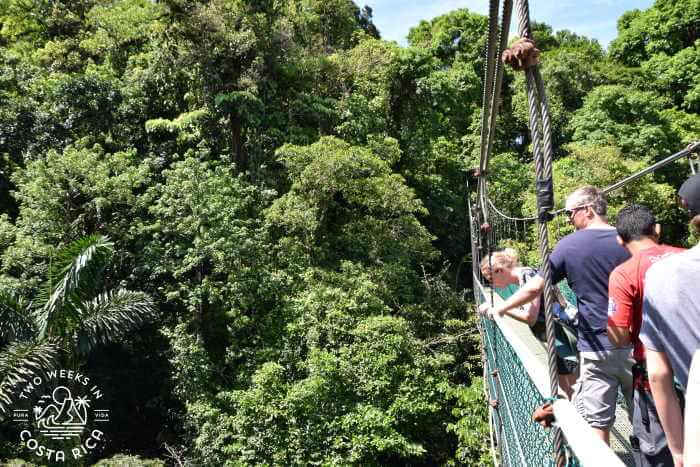 Hanging Bridges in Costa Rica: Where to Go for the Best Experience