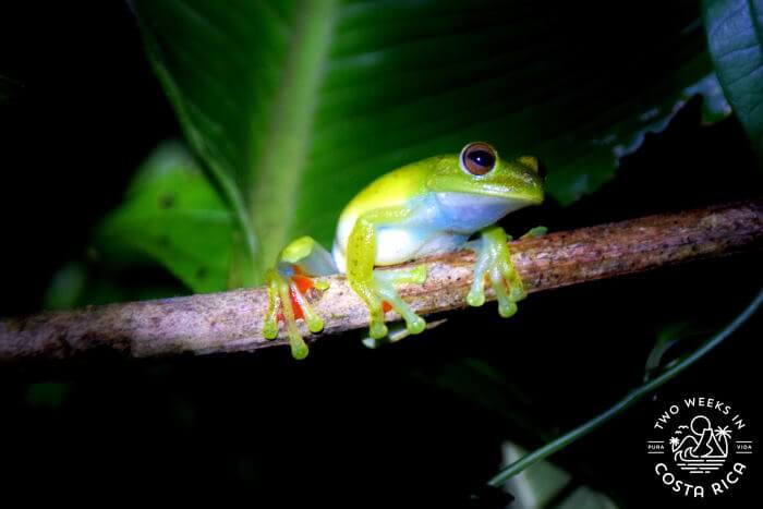 Tree Frog Bijagua