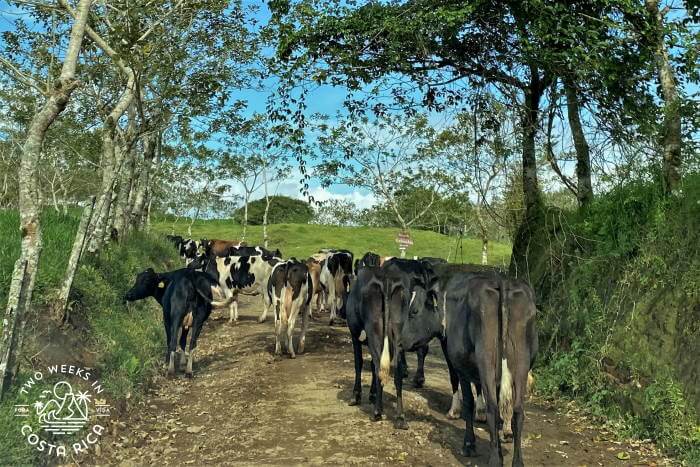 Cows in road Costa Rica