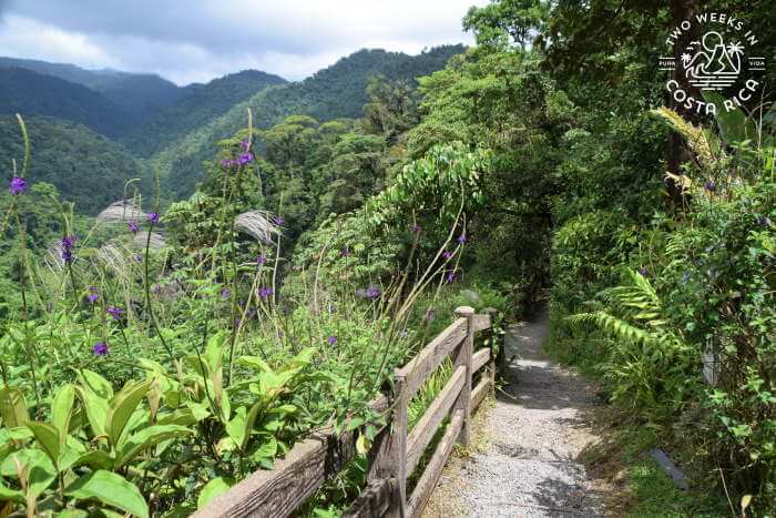Trail through Rainforest Costa Rica