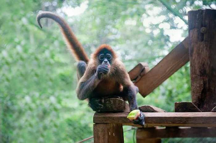 Spider monkey wildlife rehab center Costa Rica