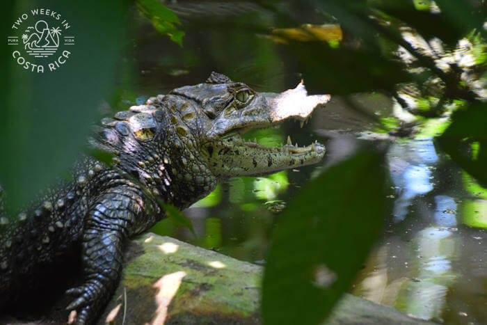 Large caiman with its mouth open