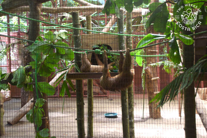 two sloths hanging from green ropes