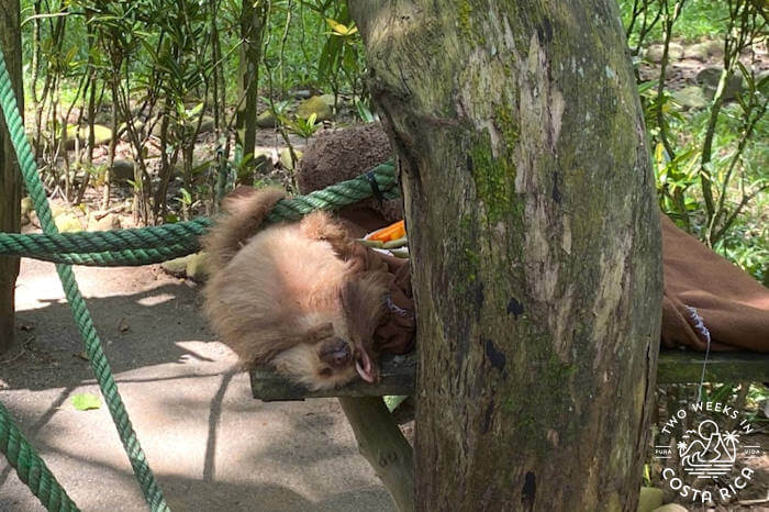 Fuzzy sloth baby sleeping on a tree trunk