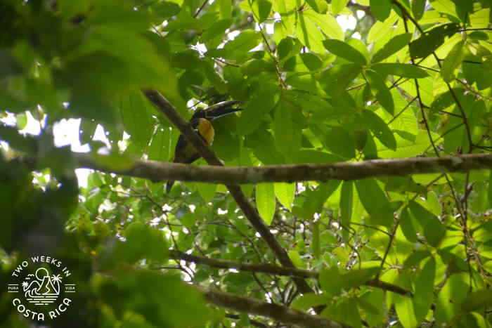 A colorful bird with large beak perched in a tree
