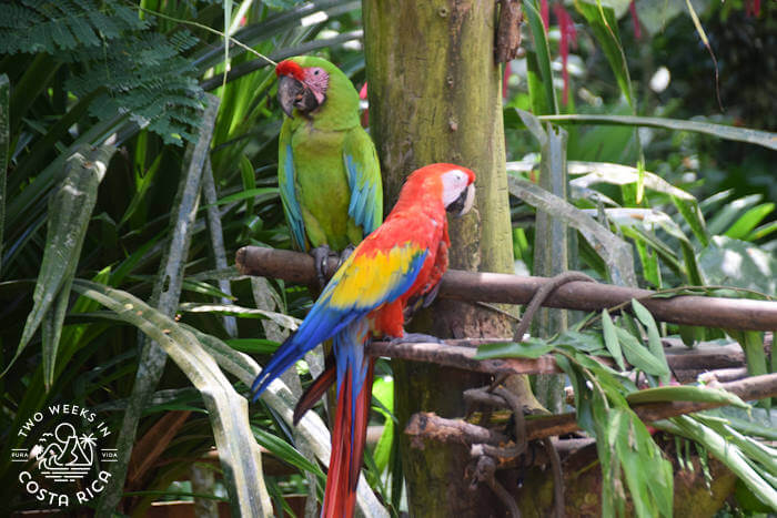 two colorful parrots perched on sticks