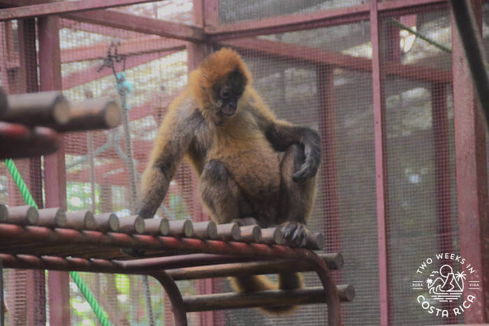 spider monkey sitting on a play structure