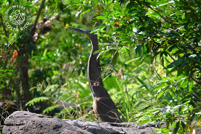 Tiger Heron Tenorio River Costa Rica