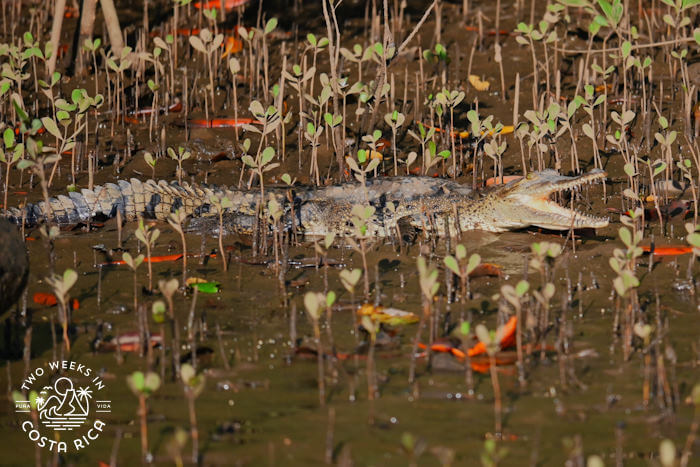 Crocodile Tamarindo Estuary Tour