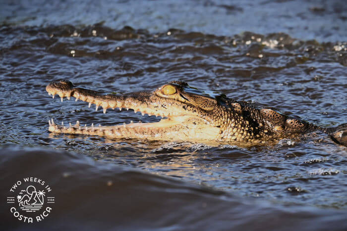 Crocodile up close