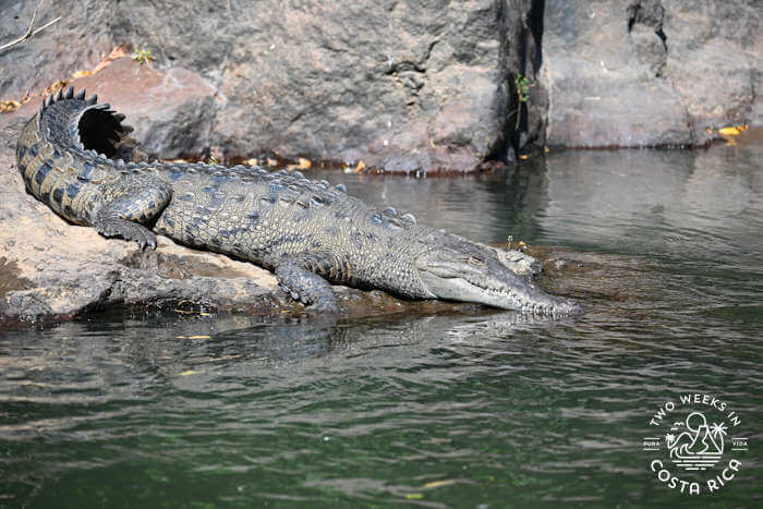 Crocodile Tenorio River