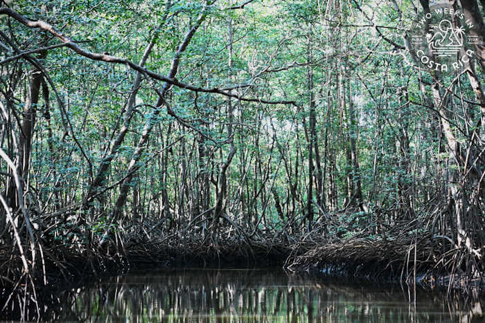 Mangrove Forest Guanacaste