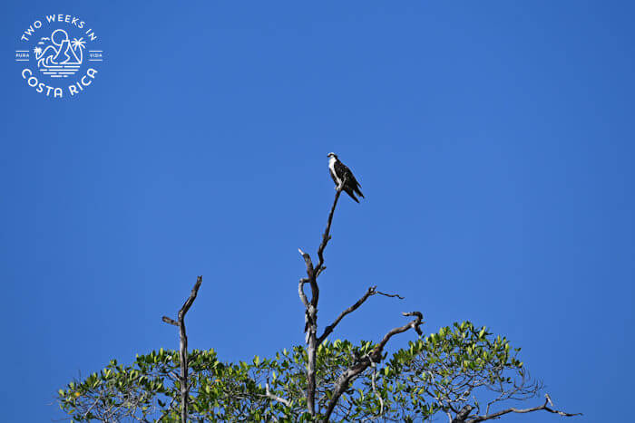 Osprey Tamarindo-Playa Grande