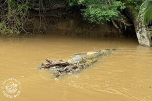 Large caiman Cano Negro boat tour