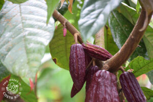 cacao pods growing on a tree
