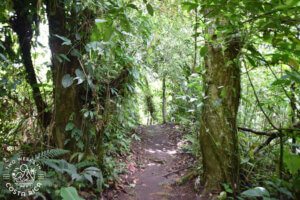 Thick rainforest Mirador El Silencio