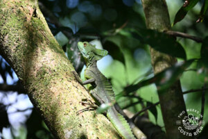 green basilisk lizard la fortuna