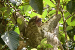 three-toed sloth penas blancas river